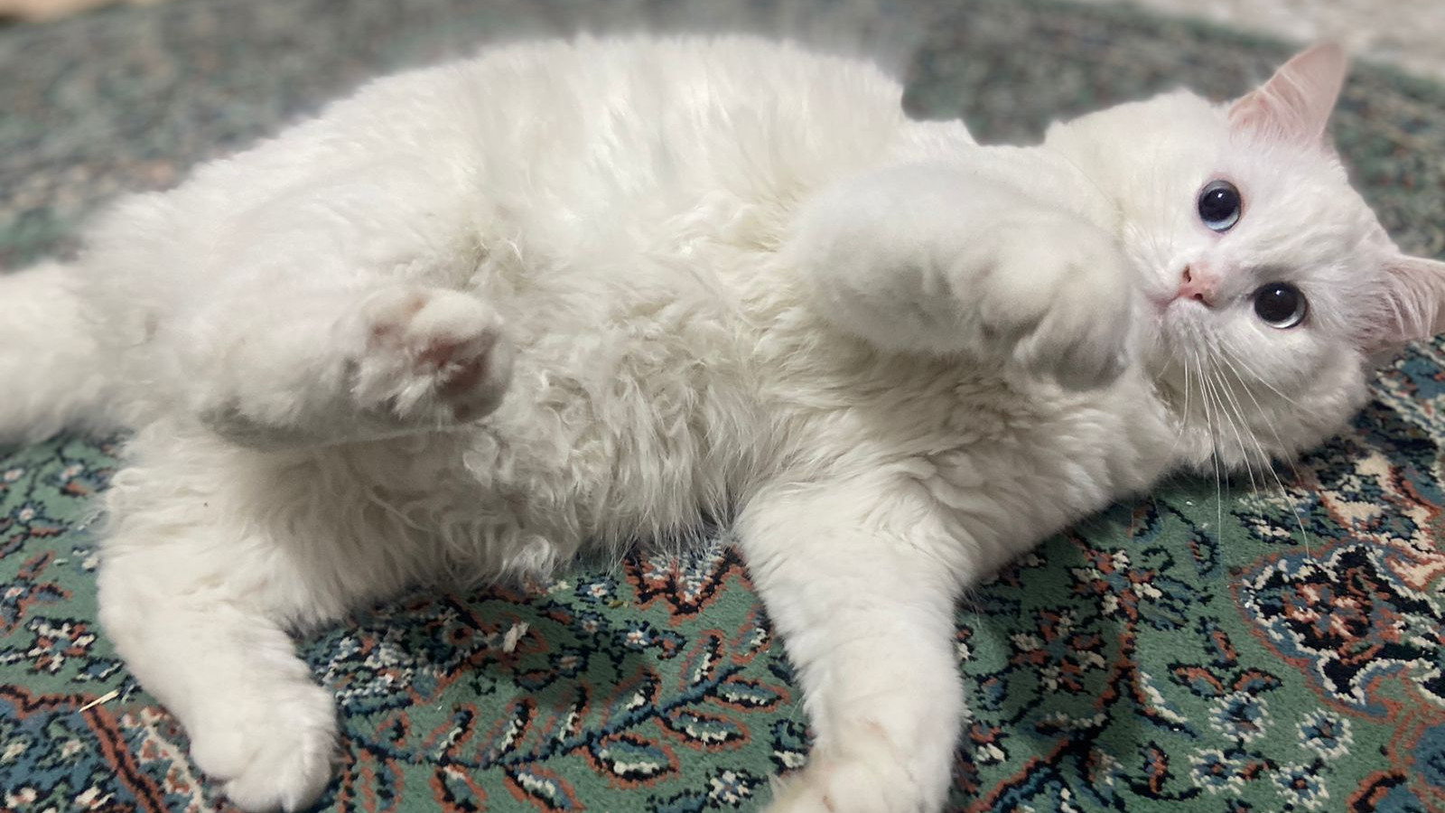 The author's cat Beasty in April 2024 (Tarneem Hammad)
